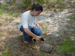 Intern taking the surface temperature of a gopher tortoise.